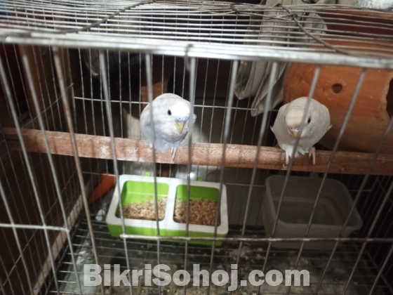 এক জোরা বাজিকা বিক্রি হবে খাচা,বাটি,হারি সব সহ